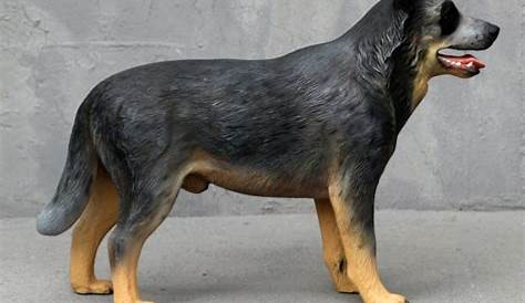 how big are blue heelers fully grown