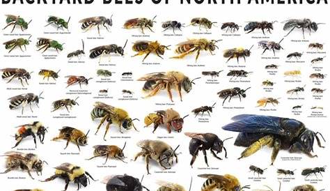 Guide to types of bees : r/coolguides