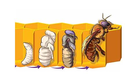 Life Cycle of Honeybees 6 - KidsPressMagazine.com