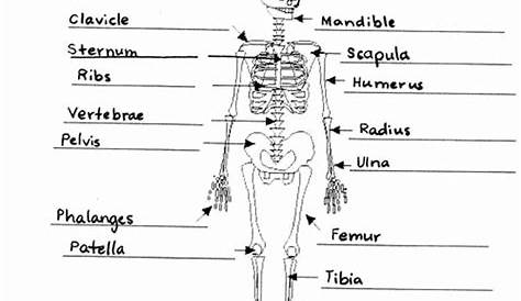 The Skeletal System Answer Key Pdf: A Comprehensive Guide