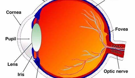 Back to Basics-Retinal Detachment - Sydney Ophthalmic Specialists