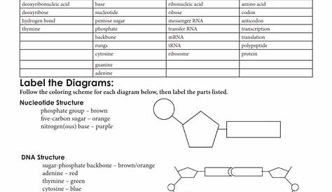 Protein Synthesis & Amino Acid Worksheet
