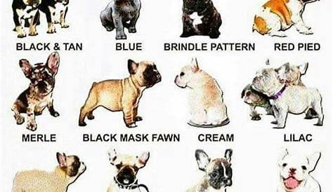 english bulldog dna color chart