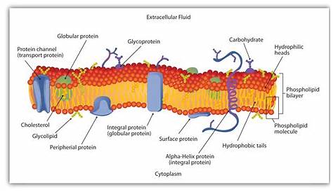 In the cell membrane/plasma membrane/phospholipid bilayer, what do the