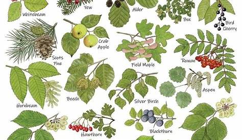 apple tree leaf identification chart