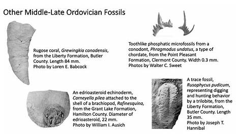 Ohio's Fossil Record | Orton Geological Museum