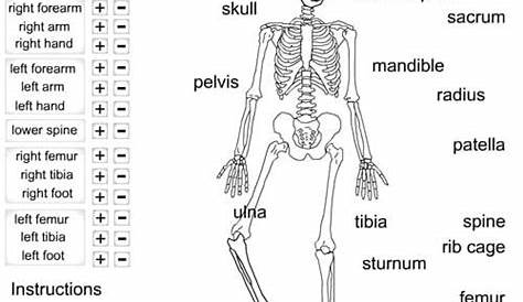 human bones worksheet