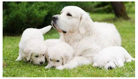 golden retriever growth chart by month