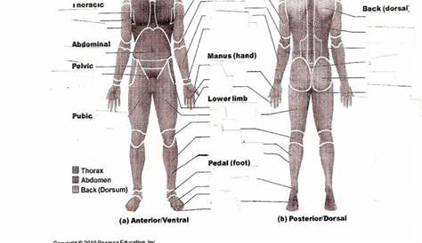 Body Regions Labeling Worksheet Worksheets Are A Crucial Portion Of