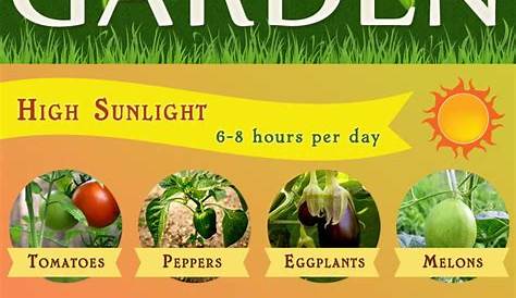 how much sunlight for vegetable garden