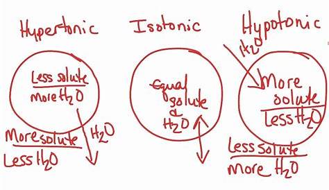 hypertonic hypotonic isotonic worksheet