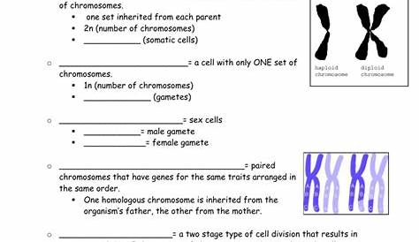 meiosis notes worksheet