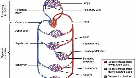 20.1 Structure and Function of Blood Vessels – Anatomy and Physiology
