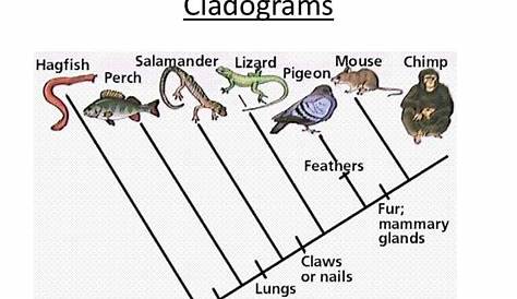 Phylogenetic Trees - Explained with Examples | EdrawMax