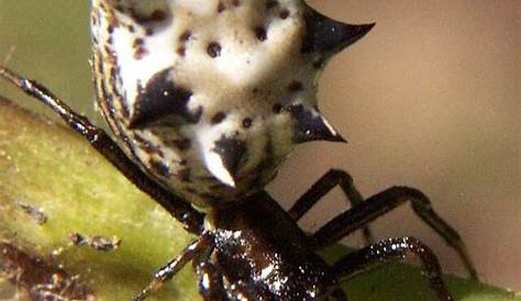 60 Common Pennsylvania Spiders - ThePetEnthusiast