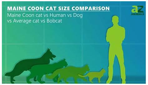 Maine Coon Cat Size Comparison: The Largest Cat? - Unianimal