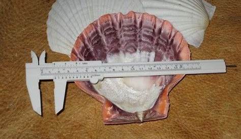 hermit crab shell size chart