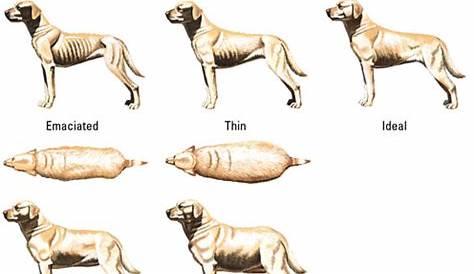 weight chart for boxer puppies