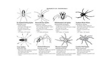 identification chart common missouri spiders