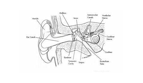 Anatomy of the Ear - Diagrams for Coloring/Labeling, with Reference
