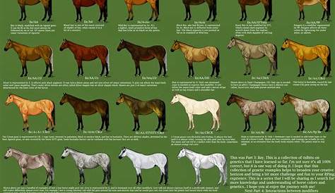horse color cross chart