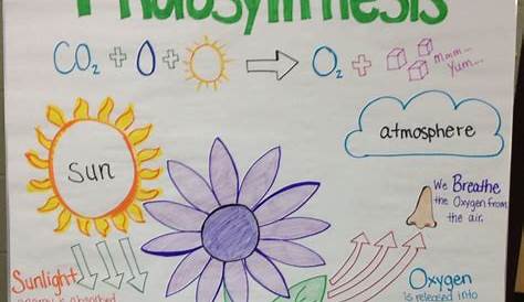 Photosynthesis And Respiration Worksheet 7th Grade - Worksheets