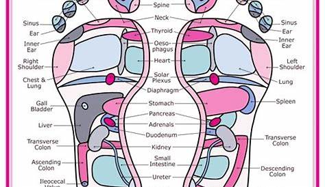 reflexology chart of feet