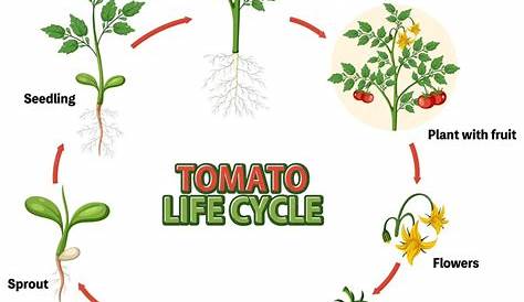 Premium Vector | Life cycle of a tomato plant diagram