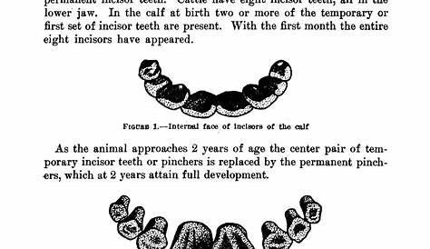Determining the Age of Cattle by the Teeth - Page 1 - UNT Digital Library