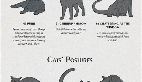 cat body type chart