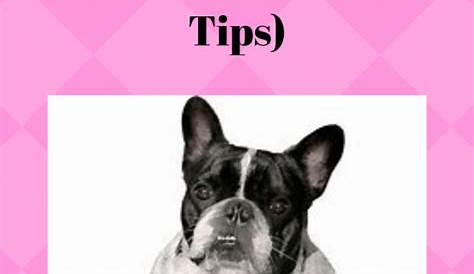The French Bulldog (Information And Tips) - Pets Care Tips