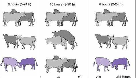 79 Best Cattle Education images | Cattle, Animal science, Beef cattle