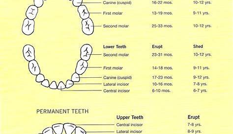 Tooth Eruption Charts - Shrewsbury Orthodontics | Monmouth County, NJ