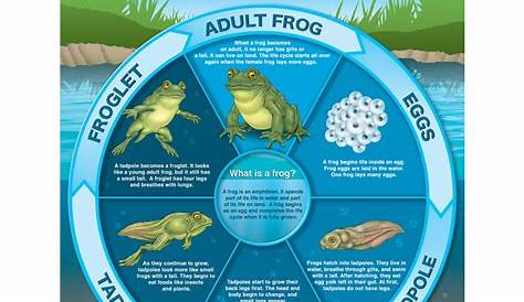 frog life cycle anchor chart