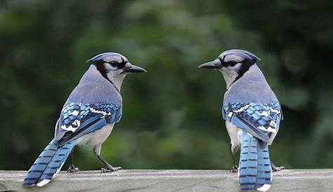 The Blue Jay Nest: Blue Jay Nesting Habits - Daily Birder