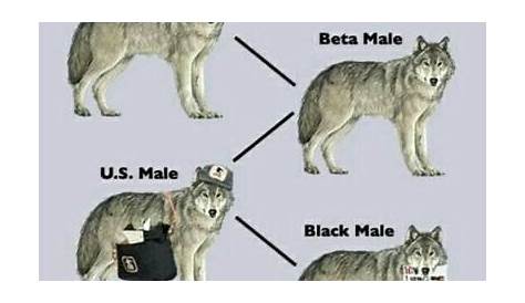 wolf pack hierarchy chart