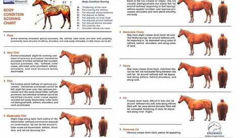 horse body score chart