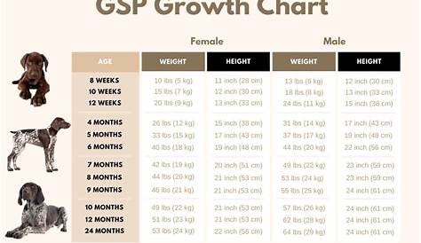 German Shorthaired Pointer Growth Chart - From Pup To Full Grown GSP