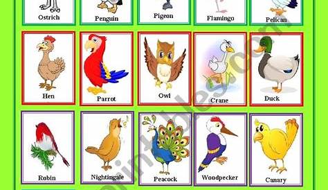 birds - ESL worksheet by sasuna