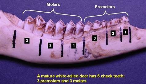 A Key for Aging White-Tailed Deer Using the Tooth Replacement and Wear