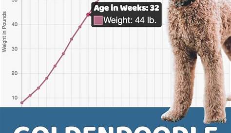 golden doodle growth chart