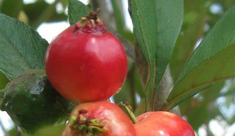 fruit trees that require cross pollination