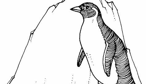 Free Printable Penguin Coloring Pages For Kids