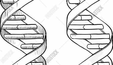 dna the double helix coloring worksheets