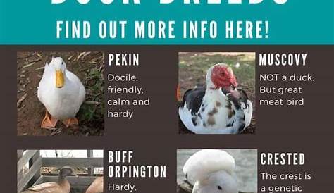 How To Identify Duckling Breeds