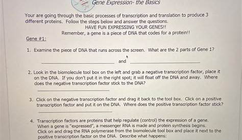 phet simulation gene expression worksheet answers