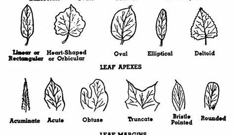 tree identification by leaf shape chart