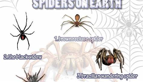 Natural Garden Pest Control | Dangerous spiders, Spider identification