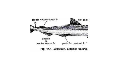 spiny dogfish shark internal anatomy labeled