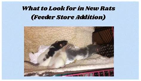 feeder rat size chart